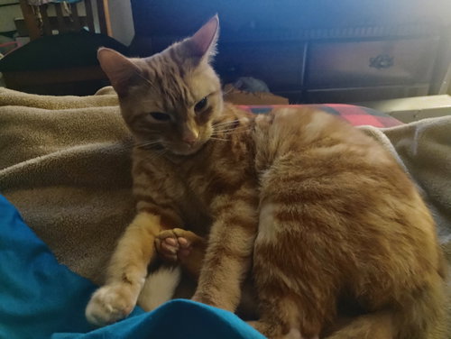 zz "Tigger" courtesy listing, Adult Tabby (short coat), cat for adoption in Covington, Kentucky