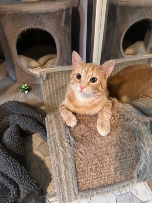 Happy Gilmore, an adoptable Tabby in Cincinnati, OH