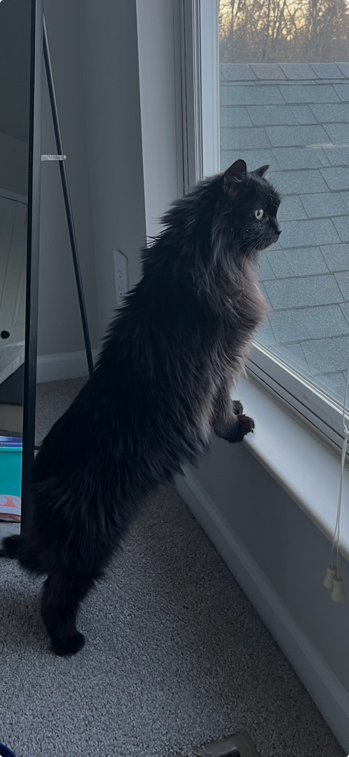 zz "Roxie" courtesy listing, an adoptable Domestic Medium Hair in Cincinnati, OH