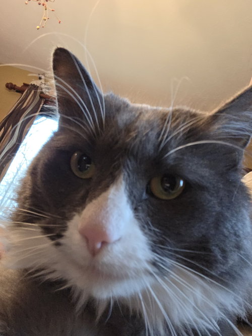zz "Patches" courtesy listing, an adoptable Domestic Long Hair in Cincinnati, OH