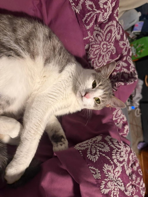 zz "Stitch" courtesy listing, an adoptable Domestic Short Hair in Cincinnati, OH