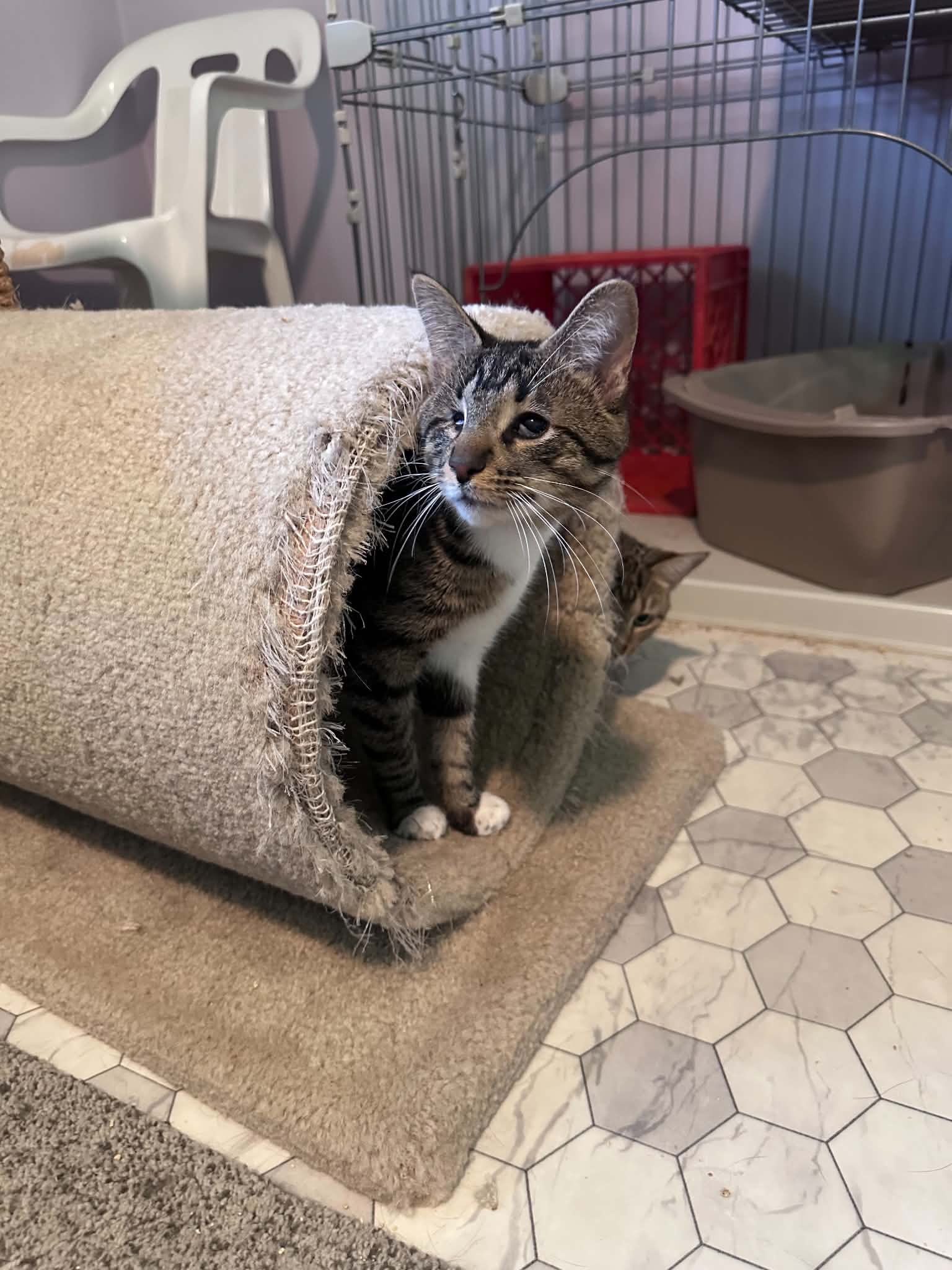 Endo - Tabby