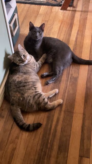 zz "Sandy" courtesy listing, an adoptable Tabby in Cincinnati, OH