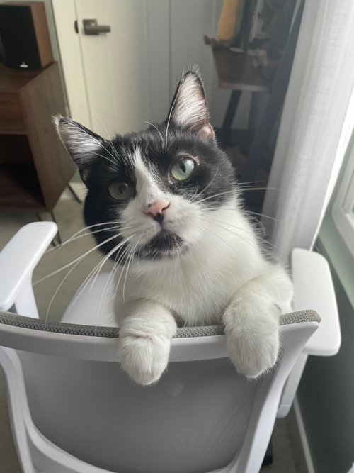 zz "Everest" courtesy listing, an adoptable Tuxedo in Cincinnati, OH
