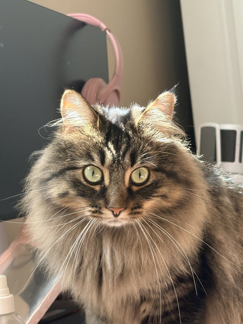 zz "Mars" courtesy listing, an adoptable Tabby in Cincinnati, OH
