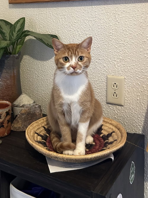 zz "Finnagin" courtesy listing, an adoptable Domestic Short Hair in Cincinnati, OH