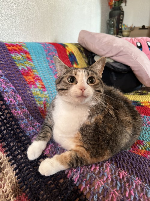 zz "Emmie" courtesy listing, an adoptable American Shorthair in Cincinnati, OH