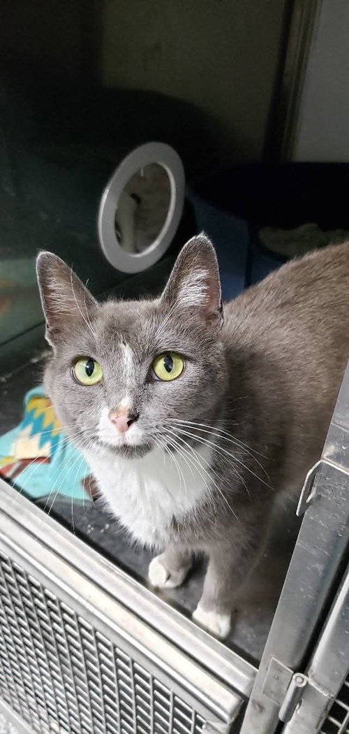 Gracie Mae, an adoptable Domestic Short Hair in Cincinnati, OH