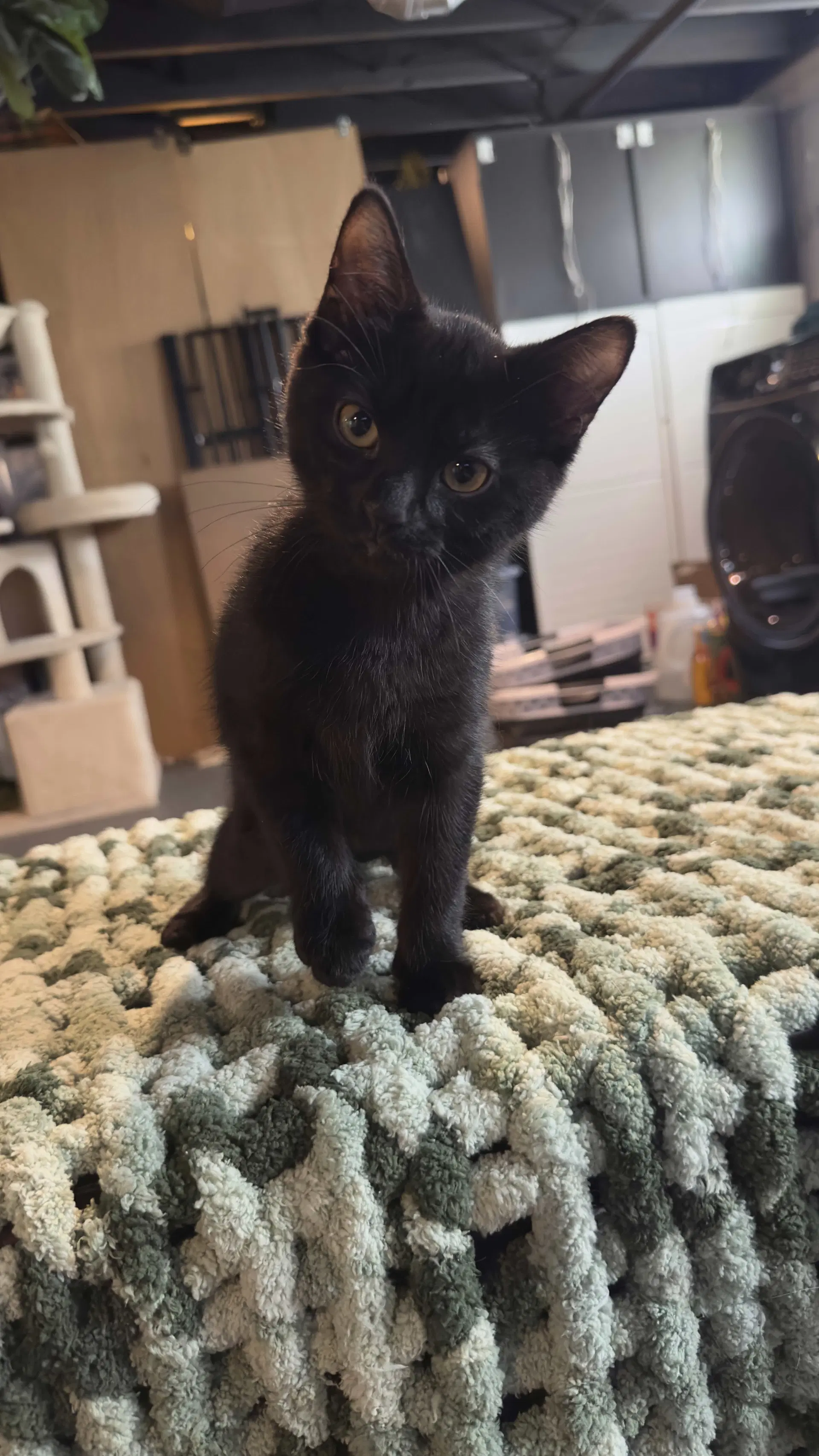 Night - Domestic Short Hair