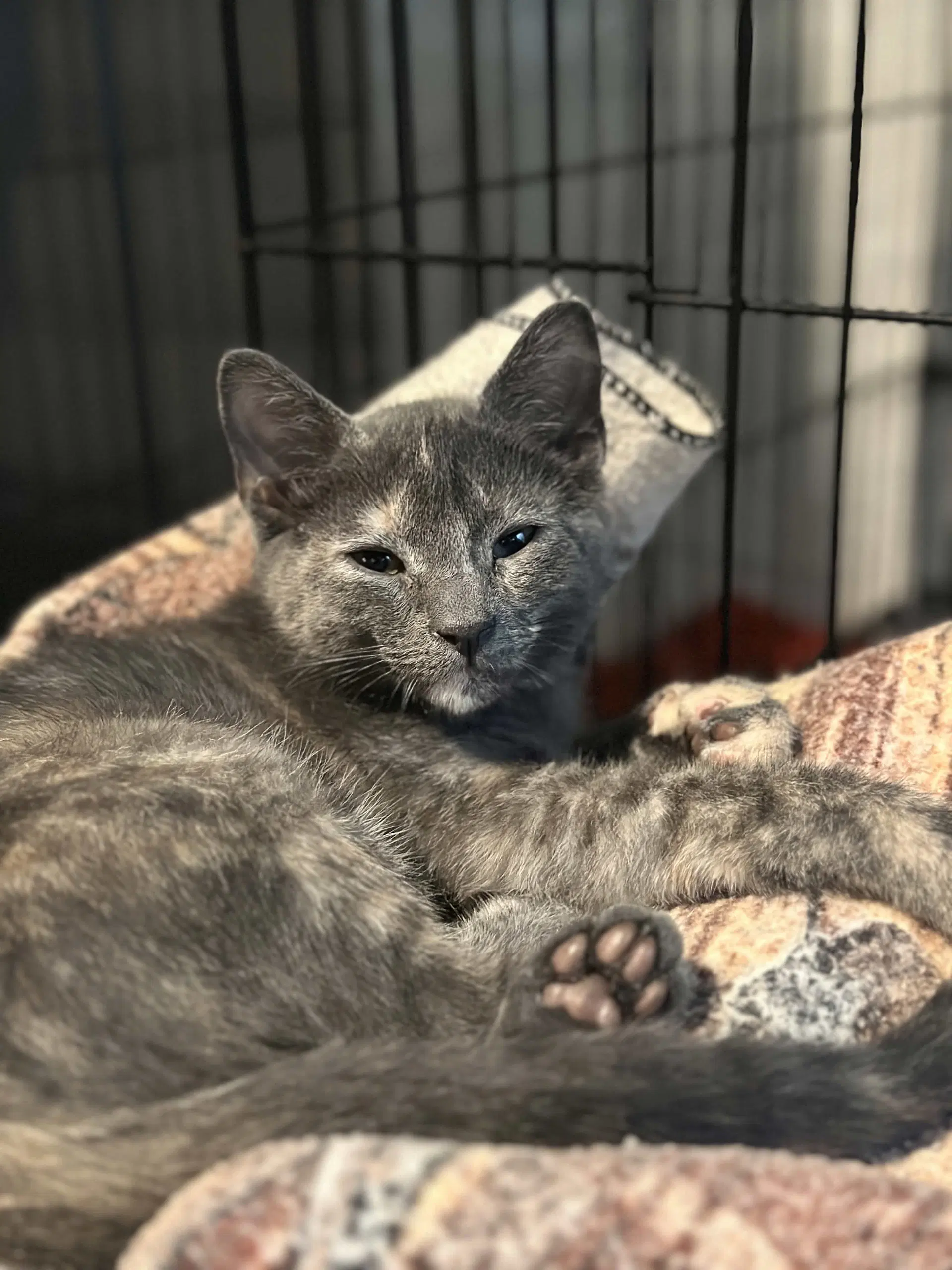 Dusk - Dilute Tortoiseshell