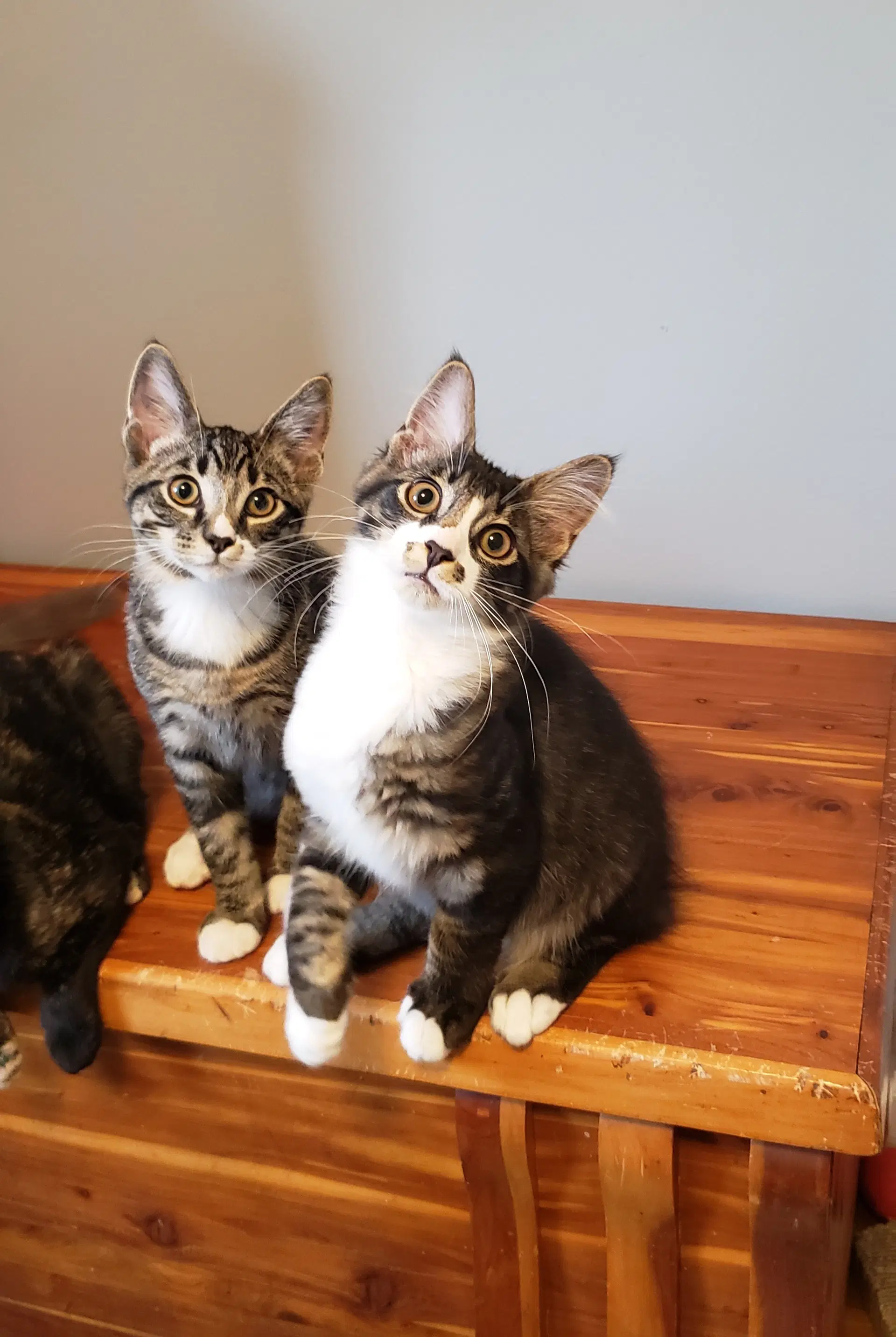 Kazoo - Domestic Medium Hair