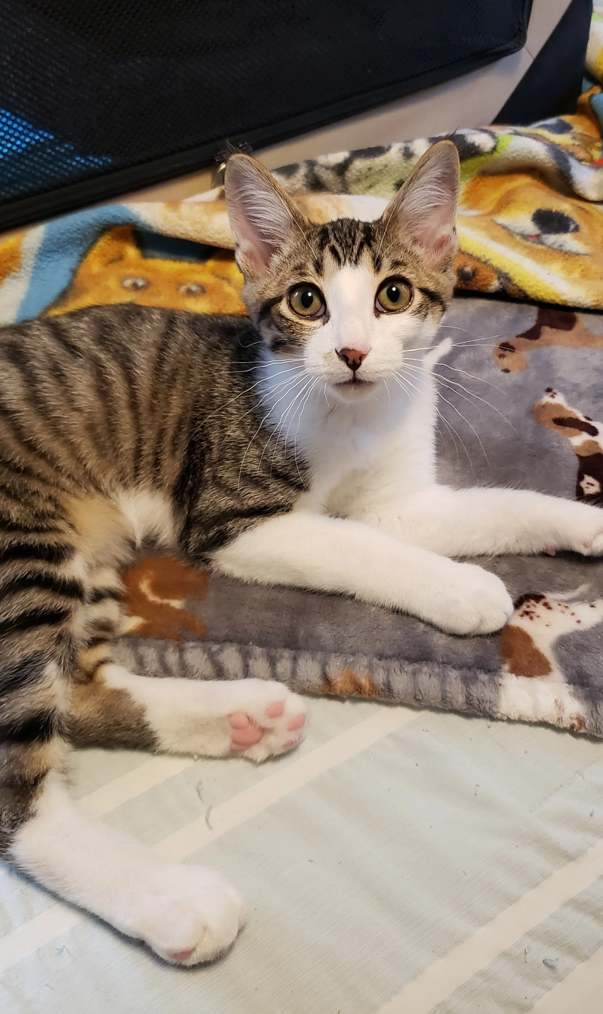 Banjo - Domestic Short Hair