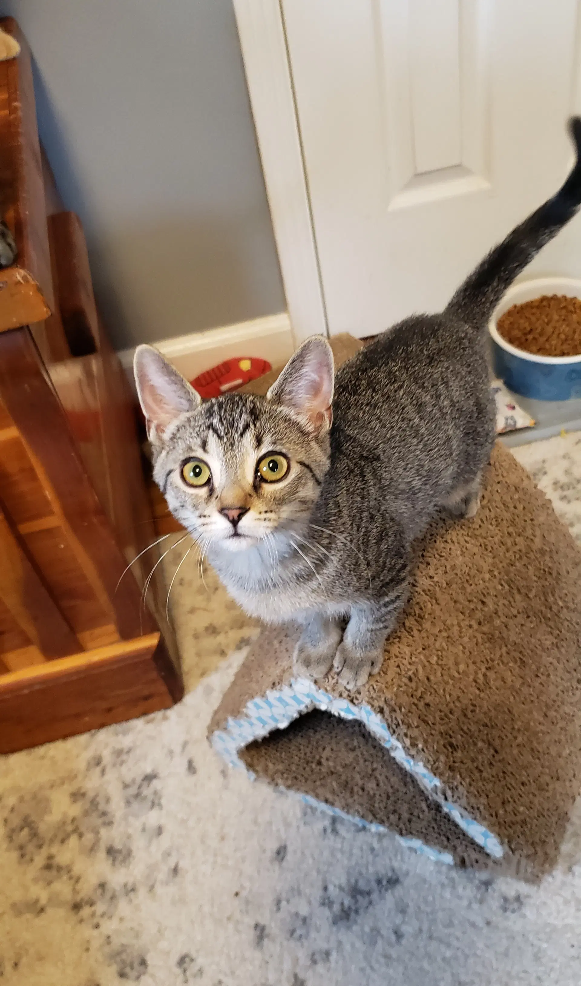 Cadence - American Shorthair