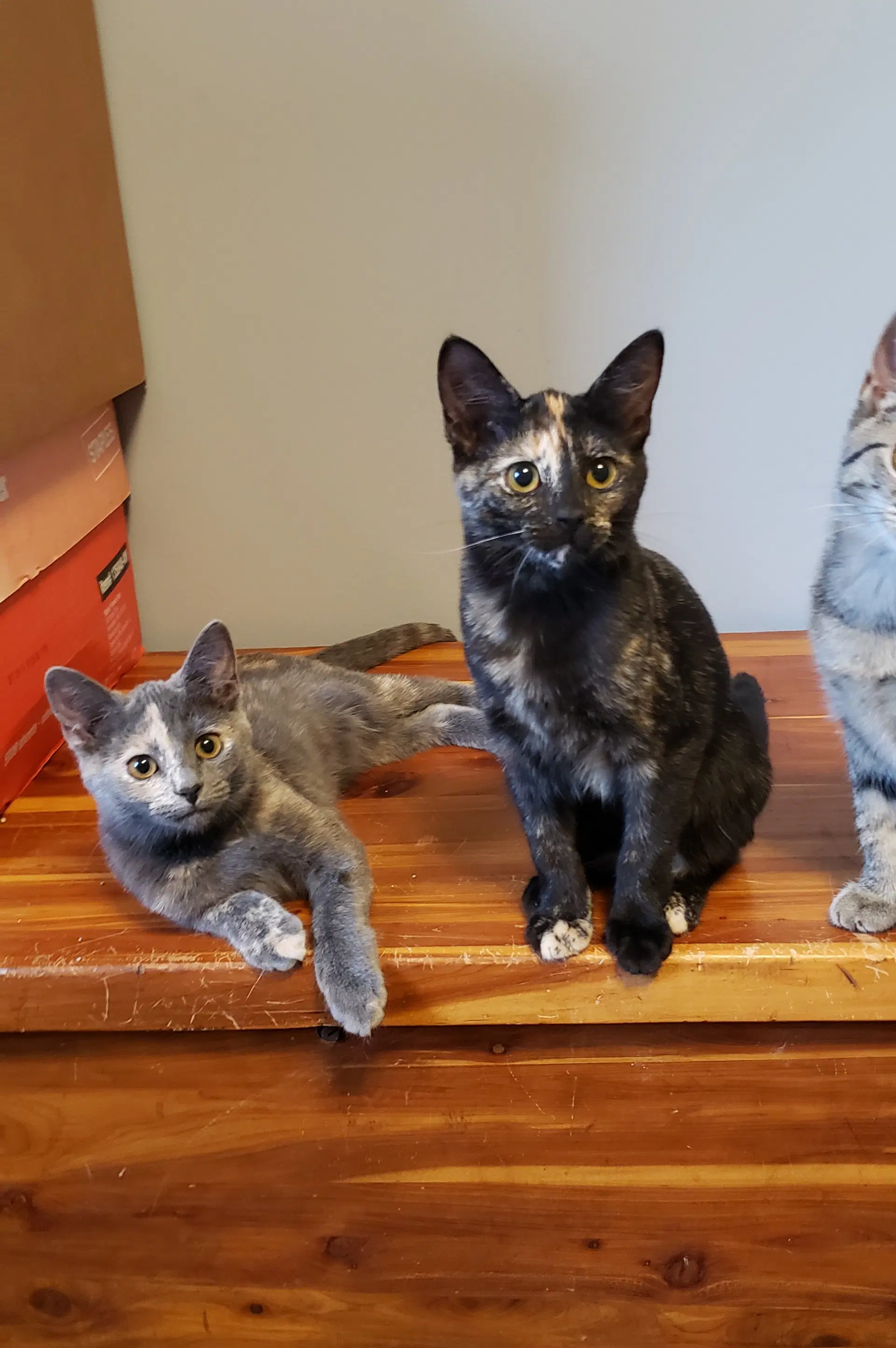 Harmony Ii - Domestic Short Hair