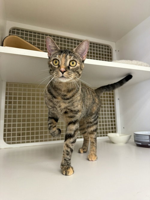 Rosie Quartz, an adoptable Torbie in Cincinnati, OH