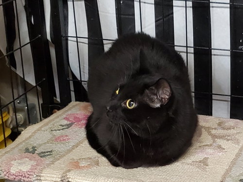 Pepperoni, Adult Domestic Short Hair / Mixed (short coat), cat for adoption in Kettering, Ohio