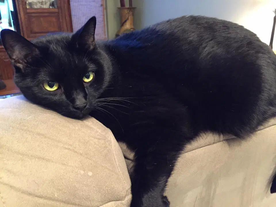 Pepperoni - Domestic Short Hair
