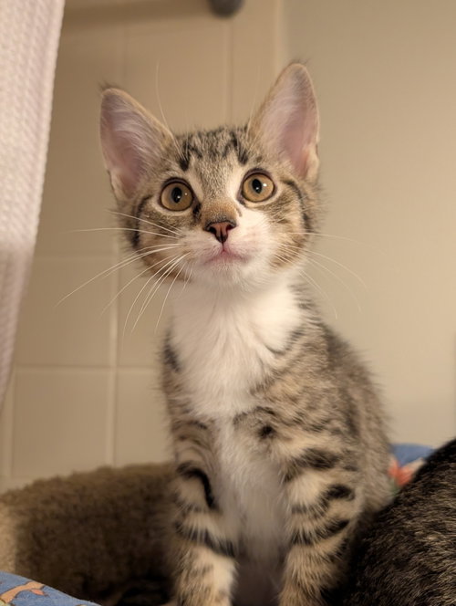 Miso