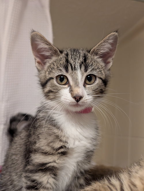 Mochi