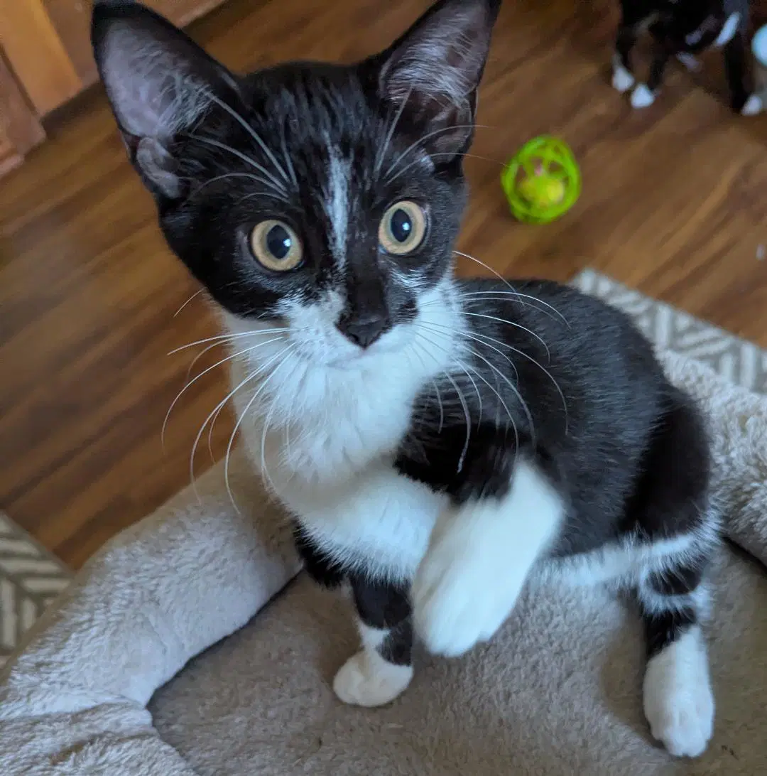 Princess Peach - Domestic Short Hair
