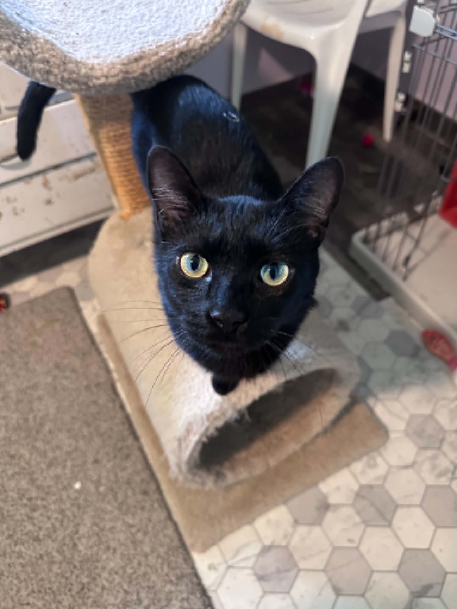 Leroy Lap Cat Cuddler