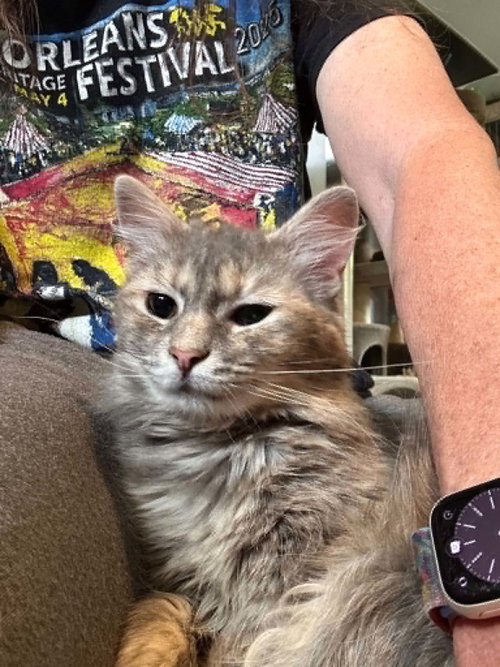 Jolene, an adoptable Domestic Medium Hair in Cincinnati, OH