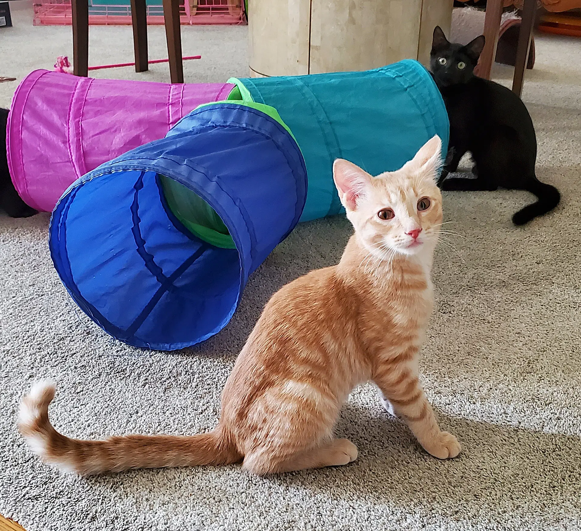 Streak - Domestic Short Hair