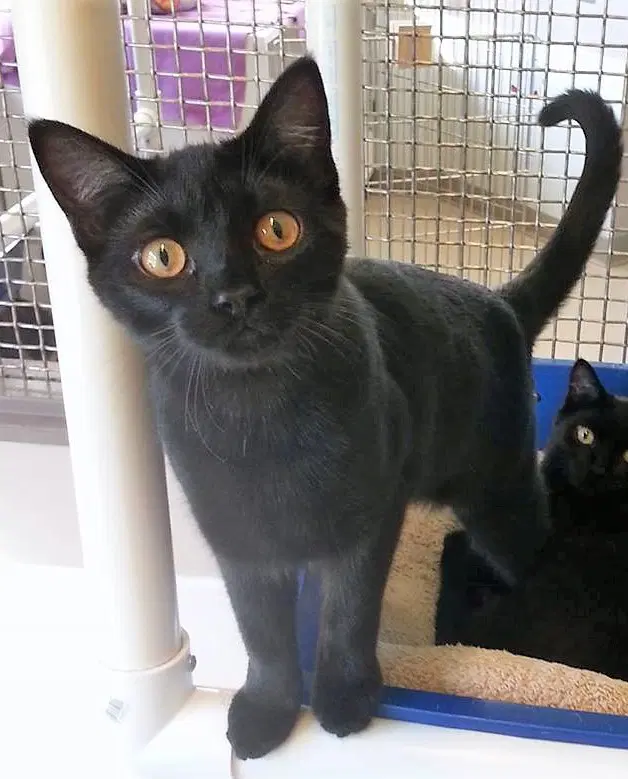 Flash - Domestic Short Hair