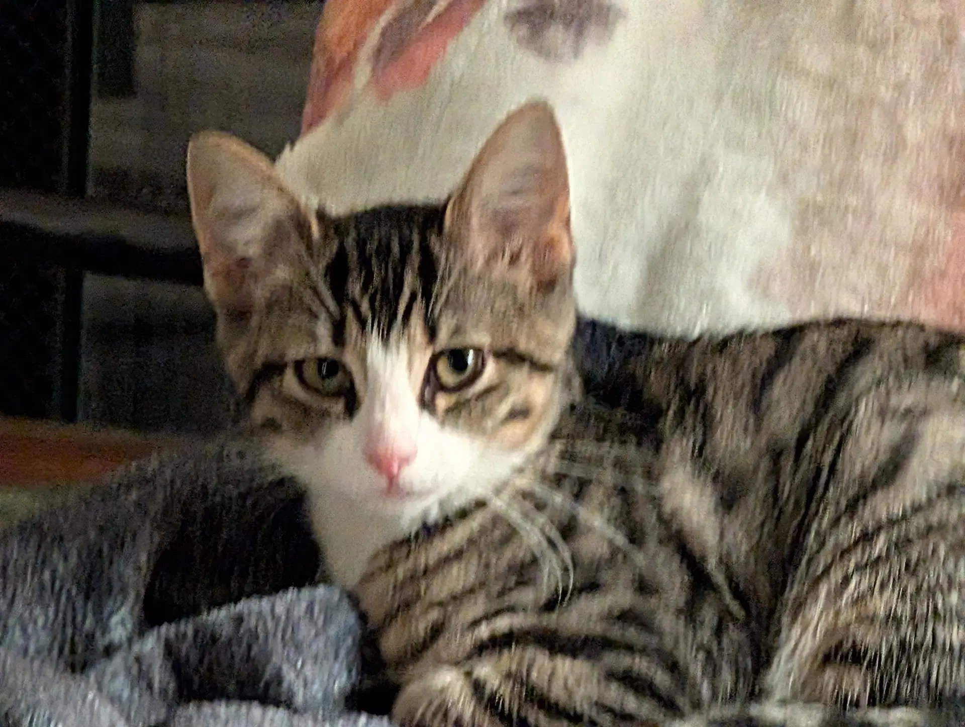 Betsy - Domestic Short Hair