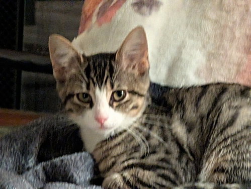 picture of the cat needing adoption