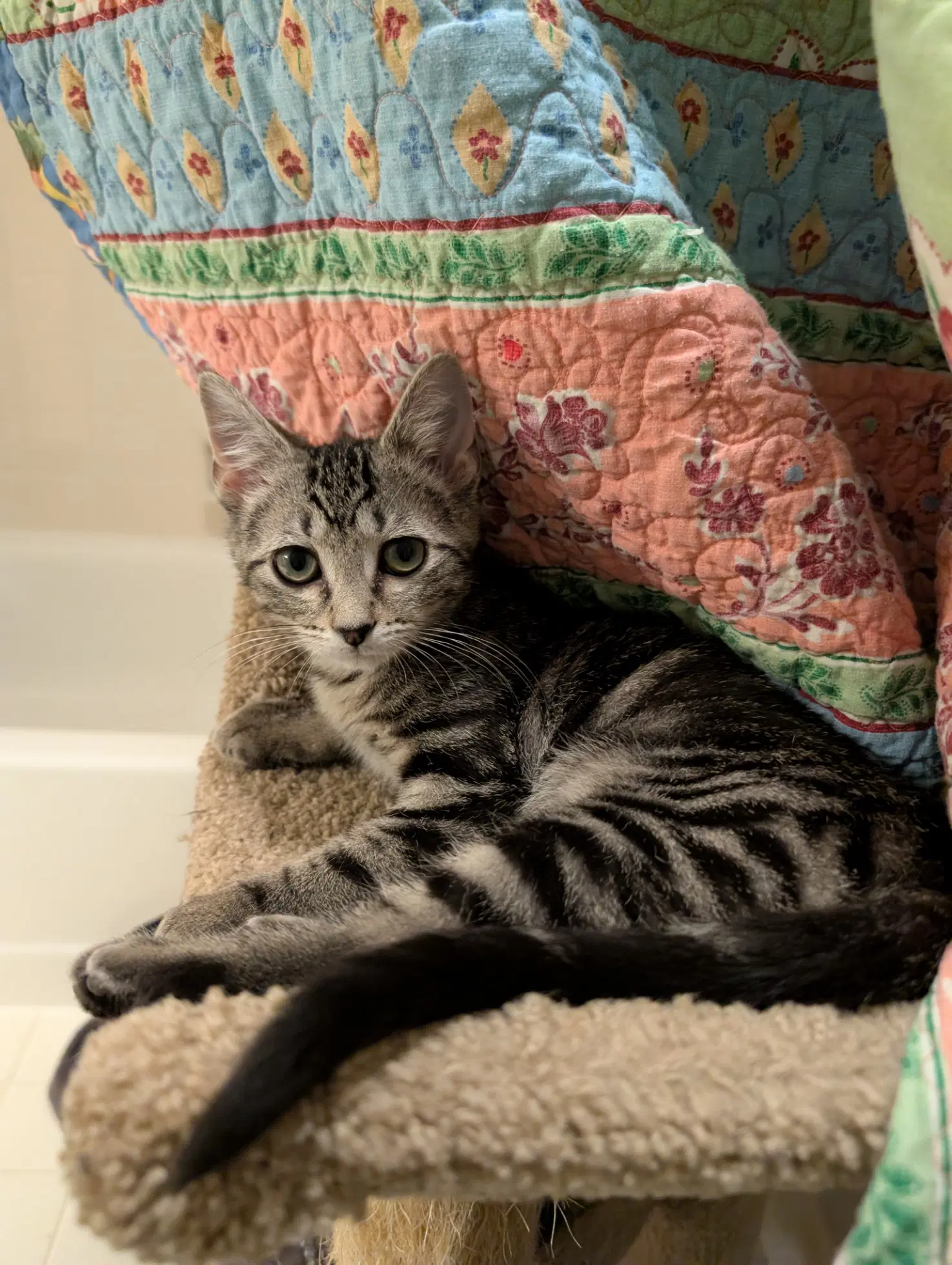 Sosha - Domestic Short Hair