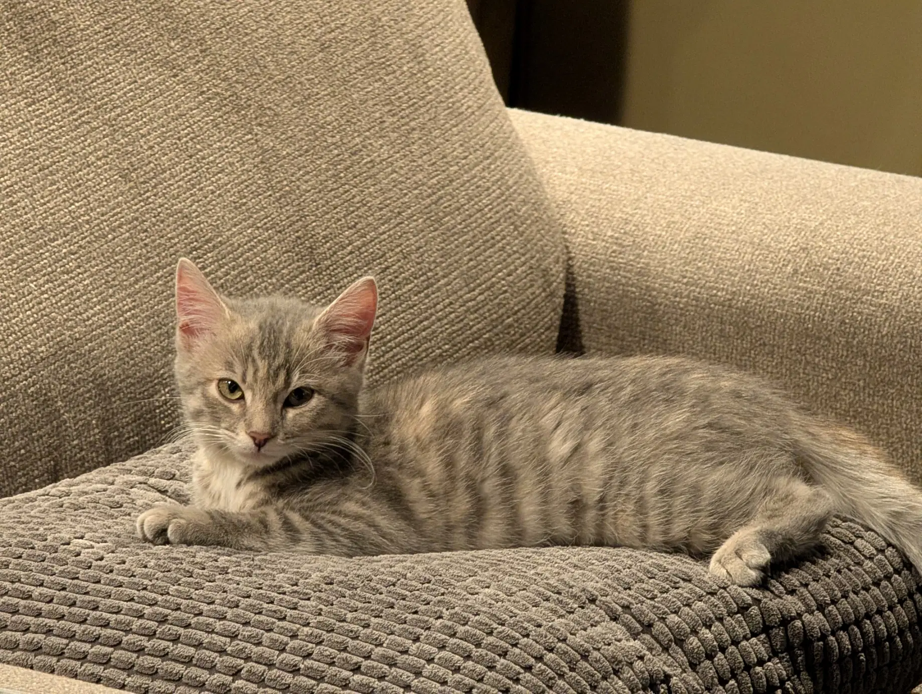 Argentina - Domestic Short Hair
