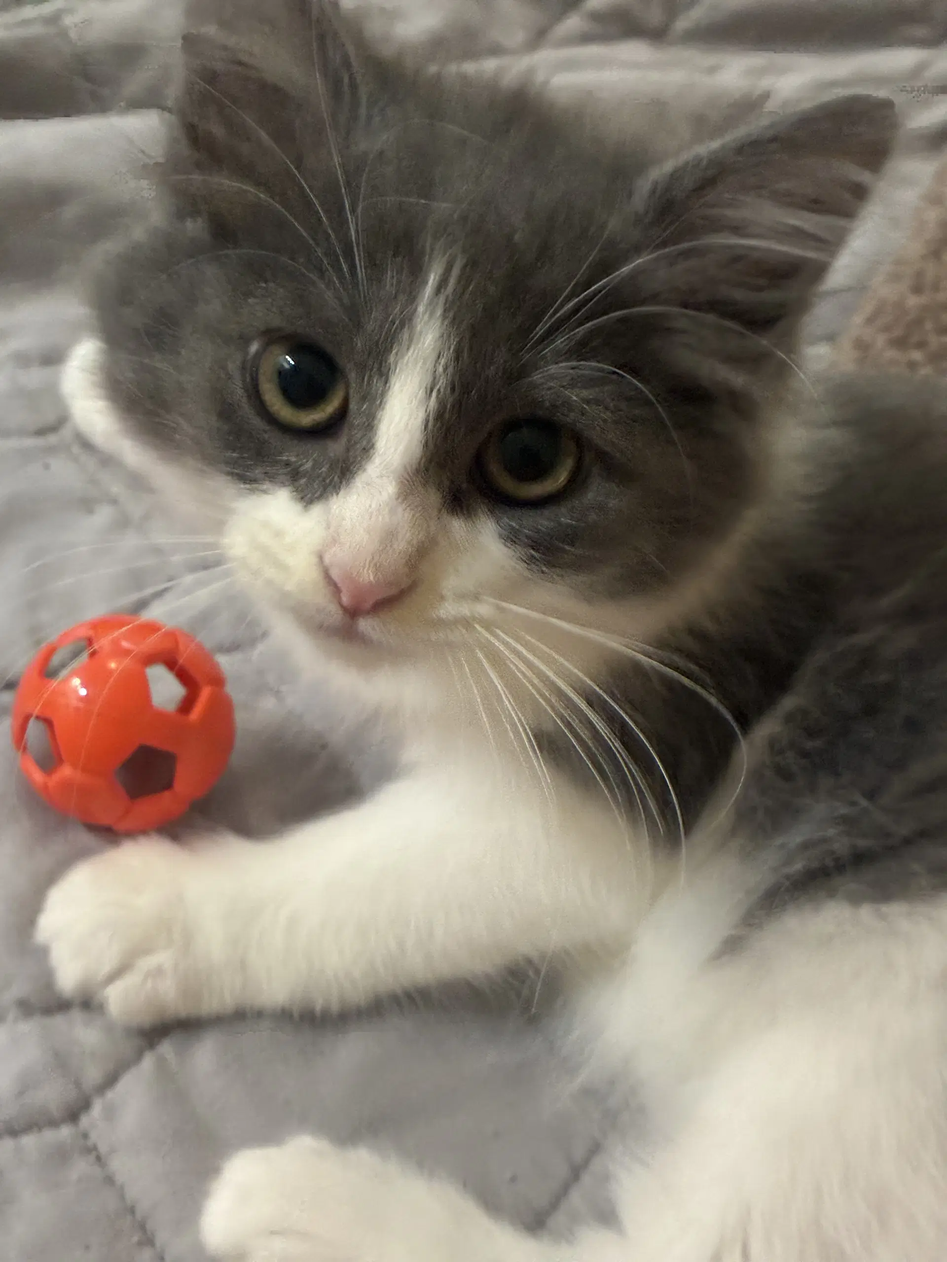 Lamine - Domestic Medium Hair