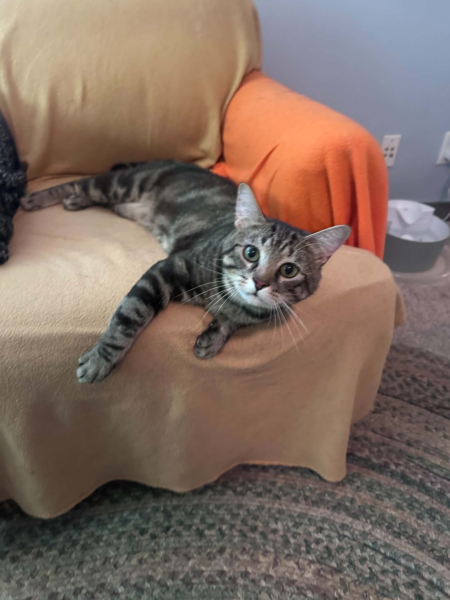 Parker - Tabby