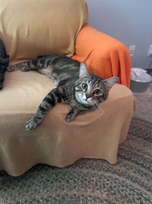 picture of the cat needing adoption