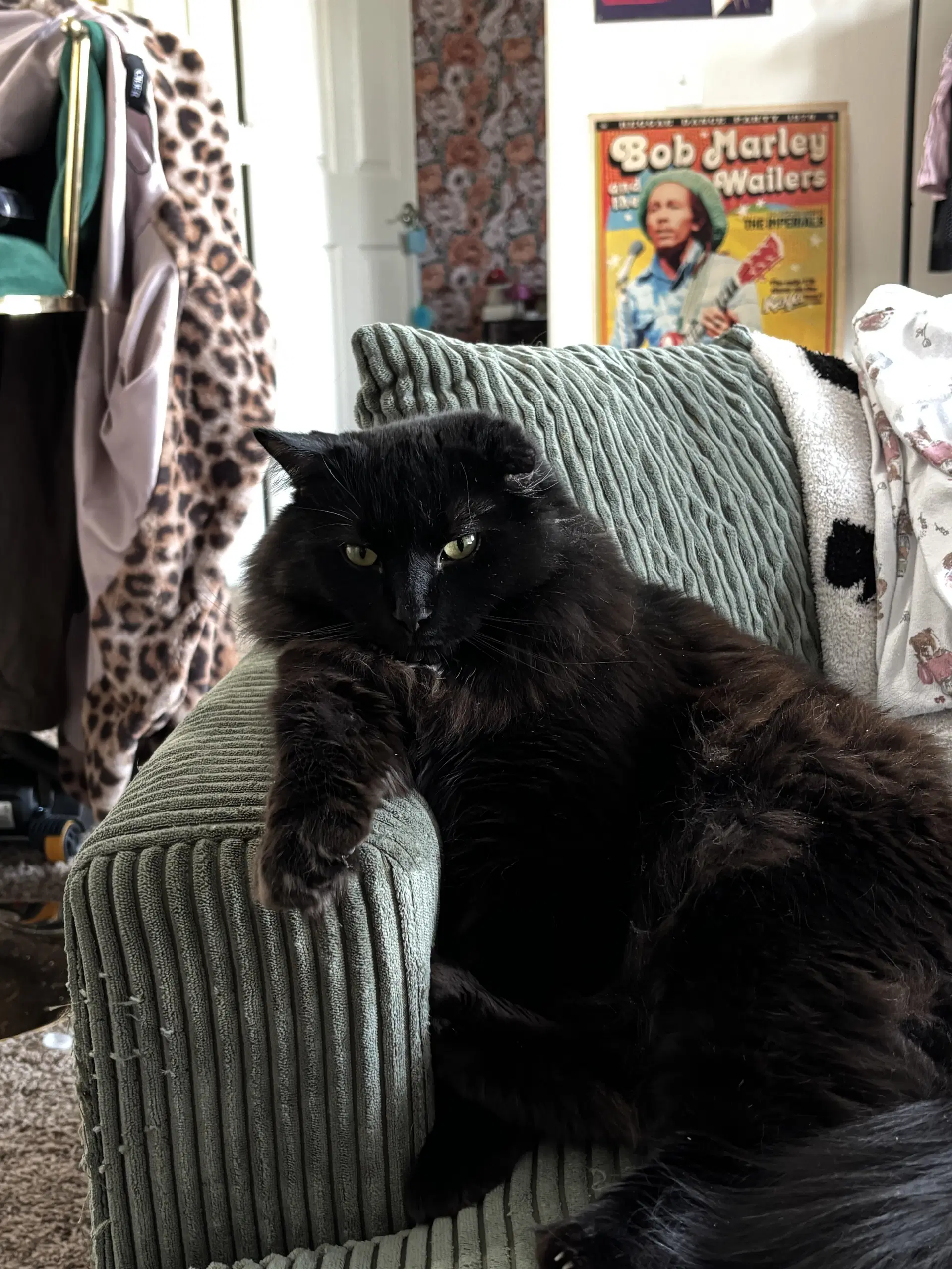 Zz Willy Courtesy Listing - Domestic Medium Hair