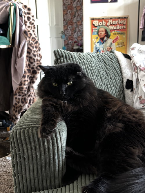 picture of the cat needing adoption