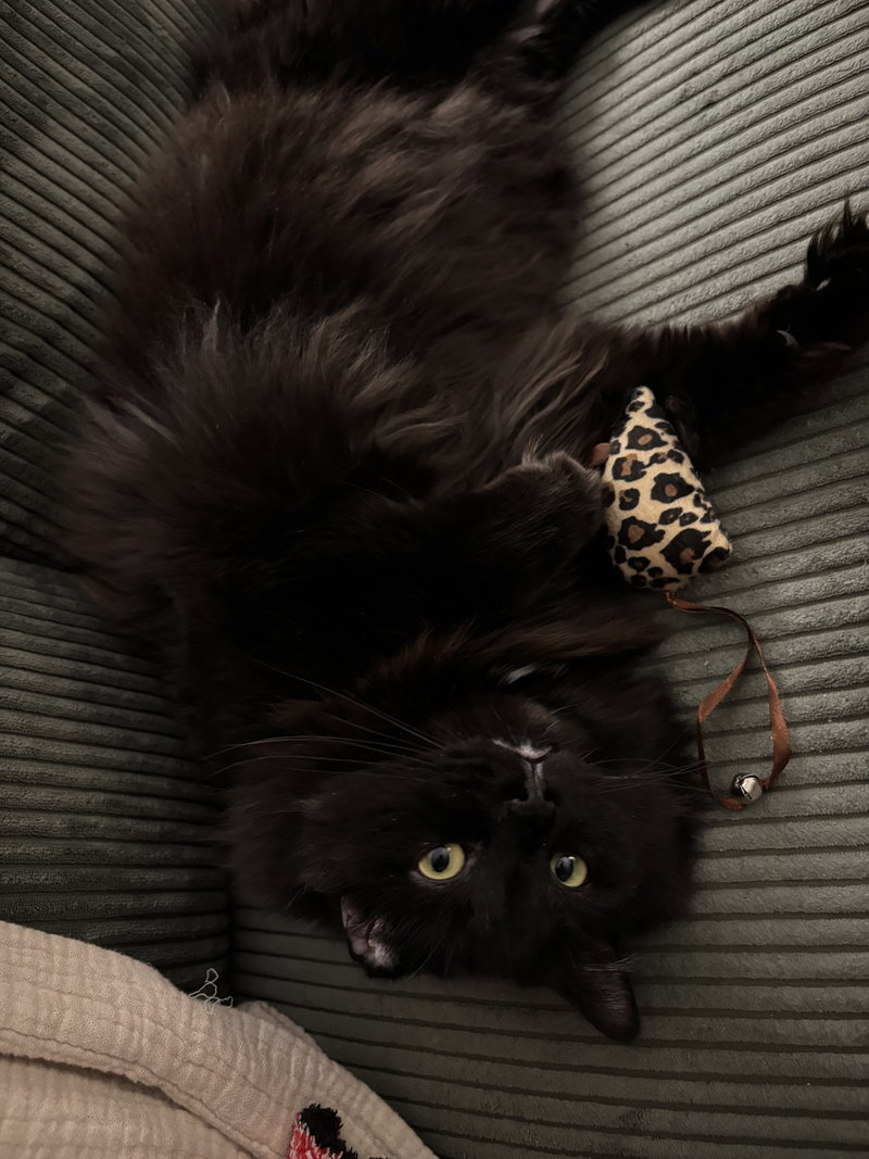 Willy, photo 3