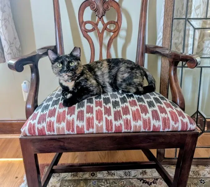 Zz Penny Courtesy Listing - Tortoiseshell