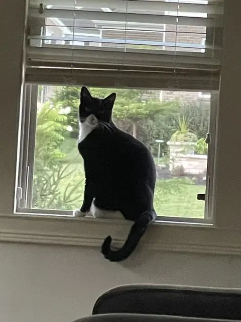 Zz Luca Courtesy Listing - Tuxedo