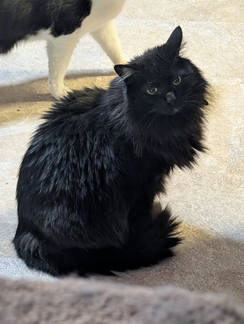 picture of the cat needing adoption