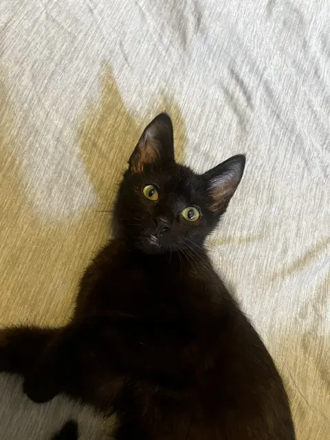 Pepita image 3