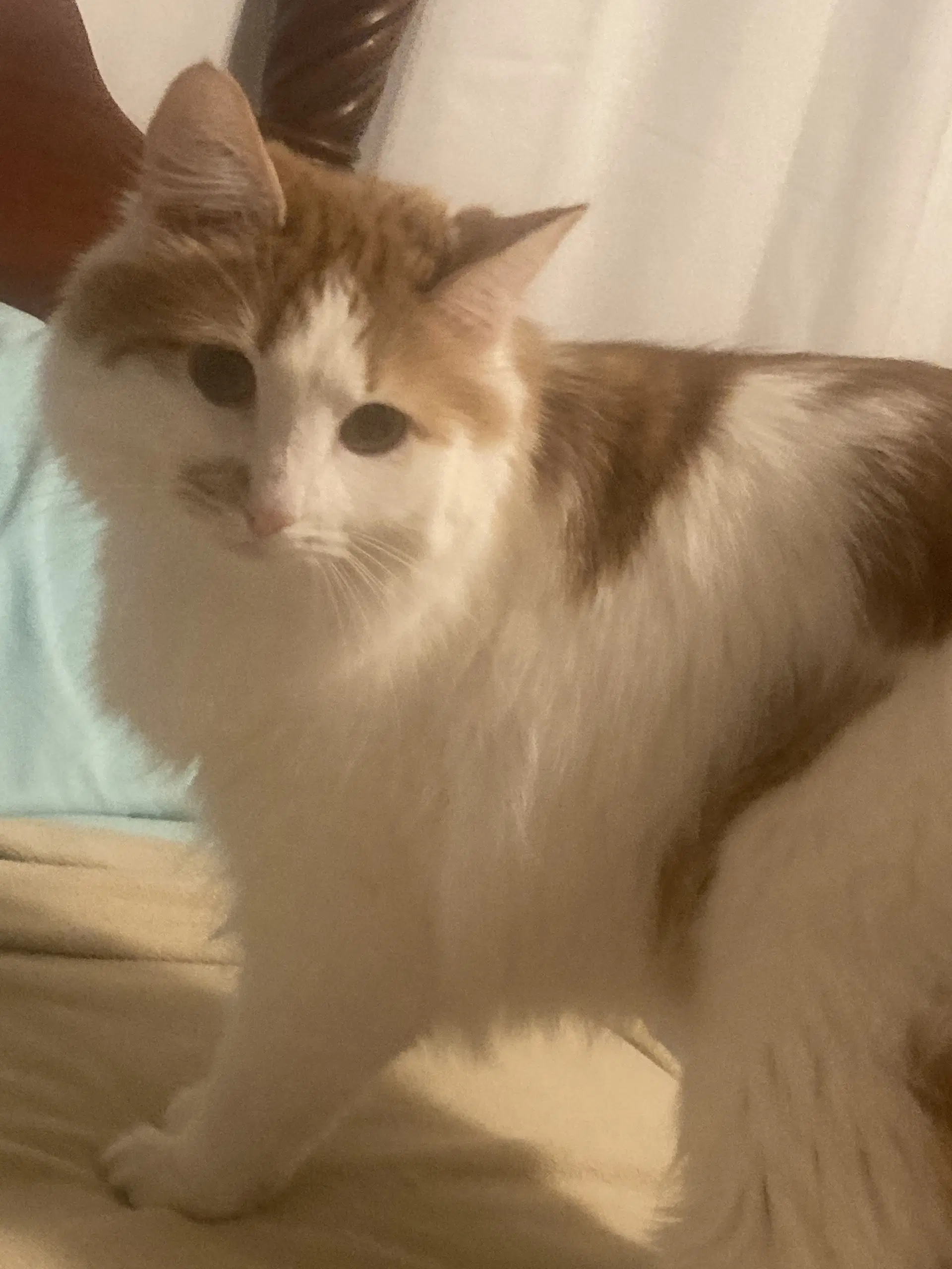 Zz Charlie Courtesy Listing - Domestic Medium Hair