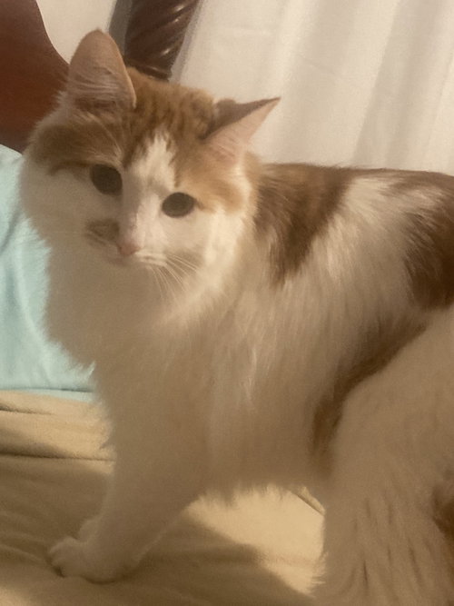 picture of the cat needing adoption