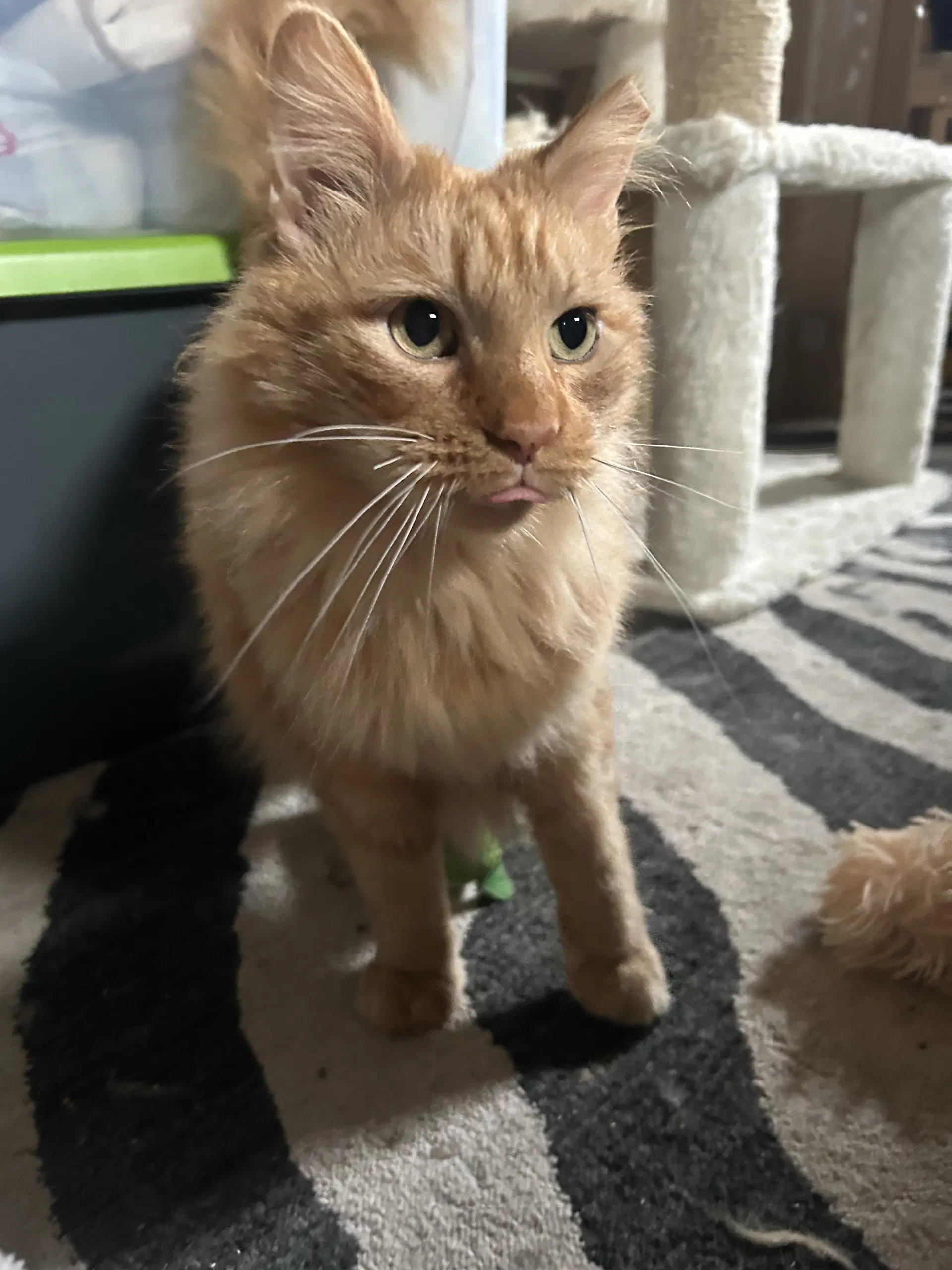 Ferdinand - Domestic Long Hair