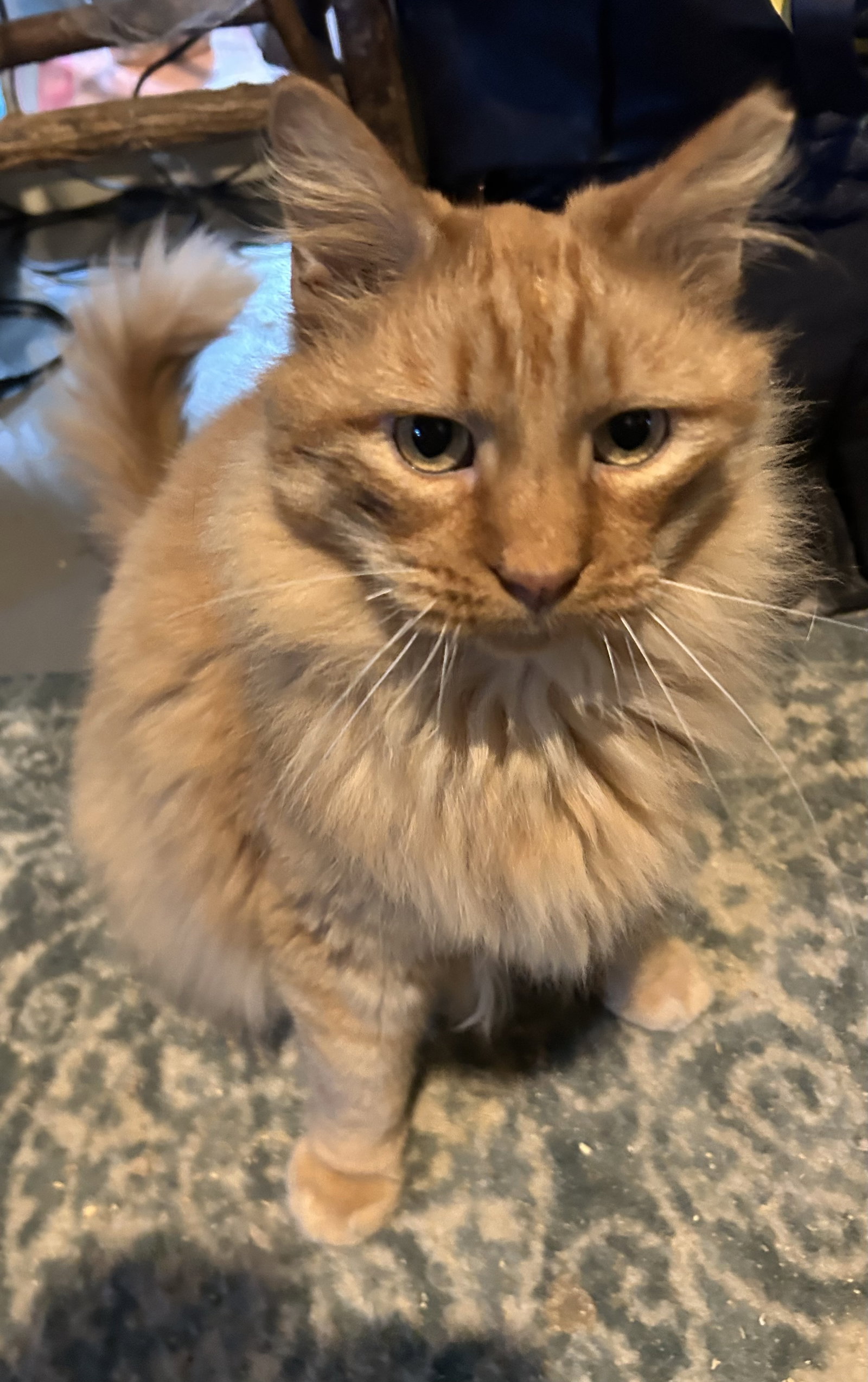 Ferdinand, photo 2