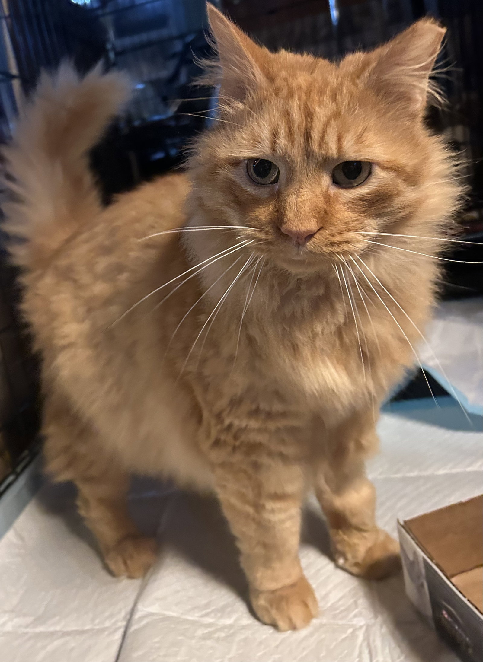 Ferdinand, photo 4