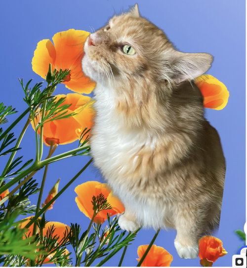 picture of the cat needing adoption