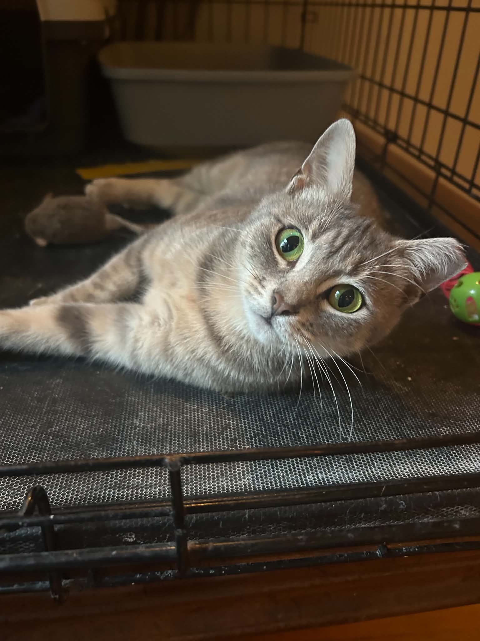 Clover - Tabby