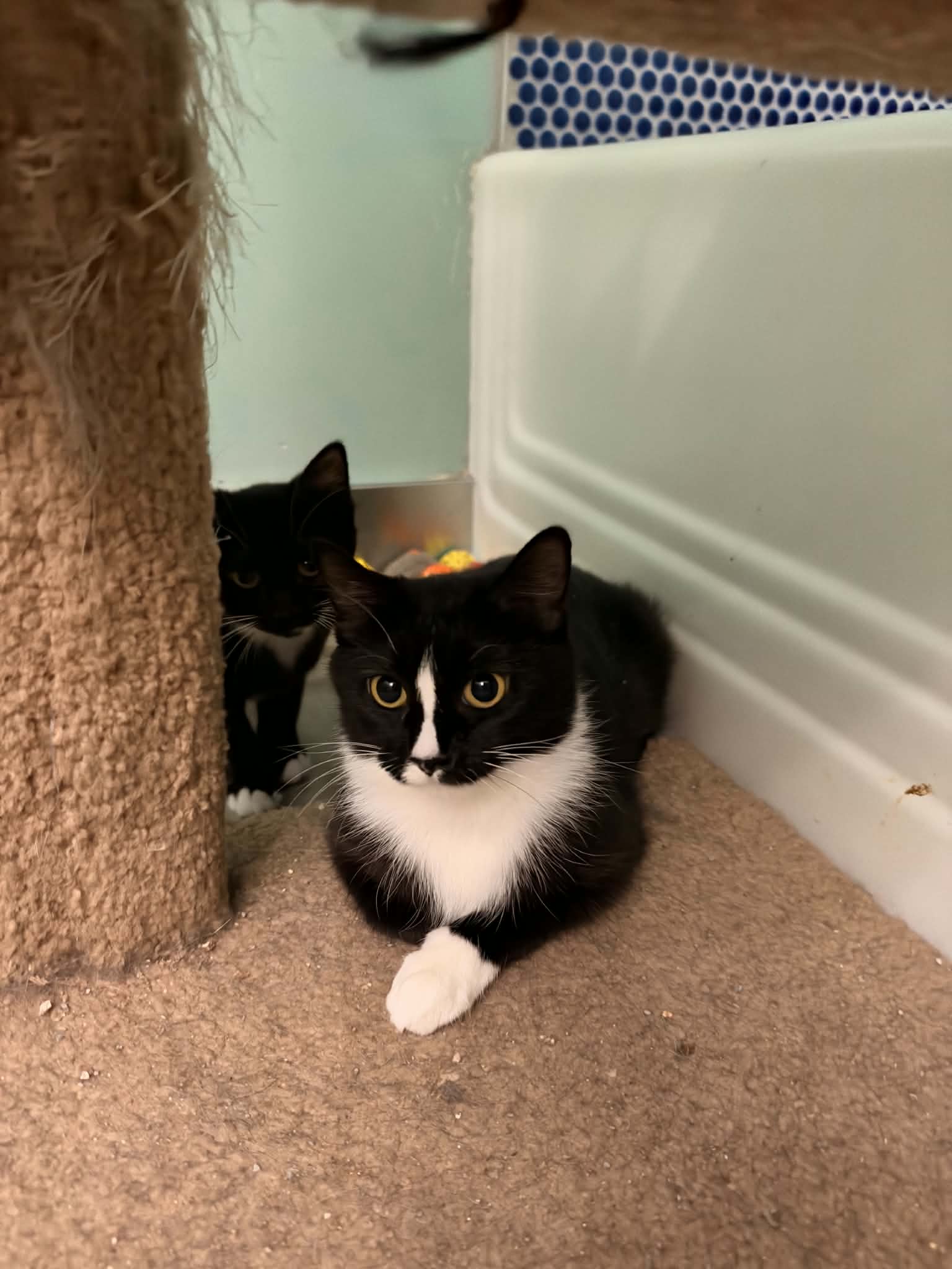 Desi - Tuxedo